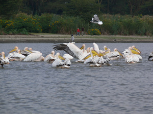 Pelikane Kenia
